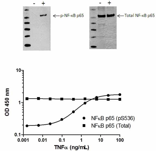 NF kappaB p65 ELISA Kit(AB176648)