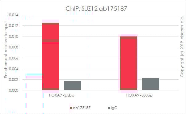 Anti-SUZ12 antibody [EPR5234(N)] - ChIP Grade(AB175187)
