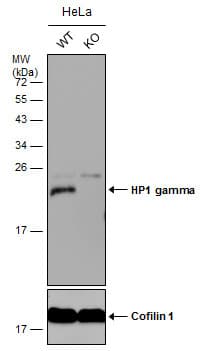 Anti-HP1 gamma/CBX3 antibody(AB227478)