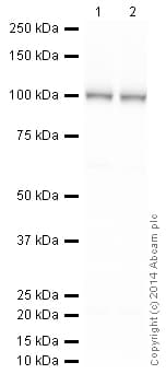 HeLa whole cell lysate(AB150035)