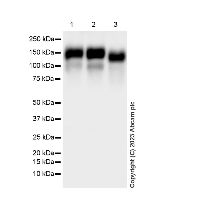 Hnrnp U P120 Antibody Epr122782b Bsa And Azide Free Ab250283  Western Blot Img431601