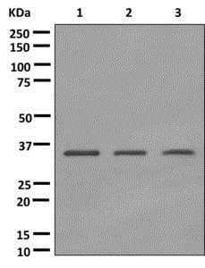 Pirin Pir Antibody Epr11376 Bsa And Azide Free Ab249720  Western Blot Img126394