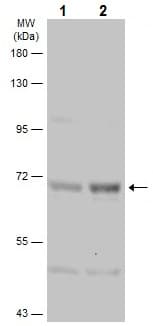 Anti-PKR (phospho T446) antibody(AB226852)