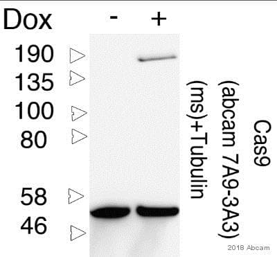 Anti-CRISPR-Cas9 antibody [7A9-3A3](AB191468)