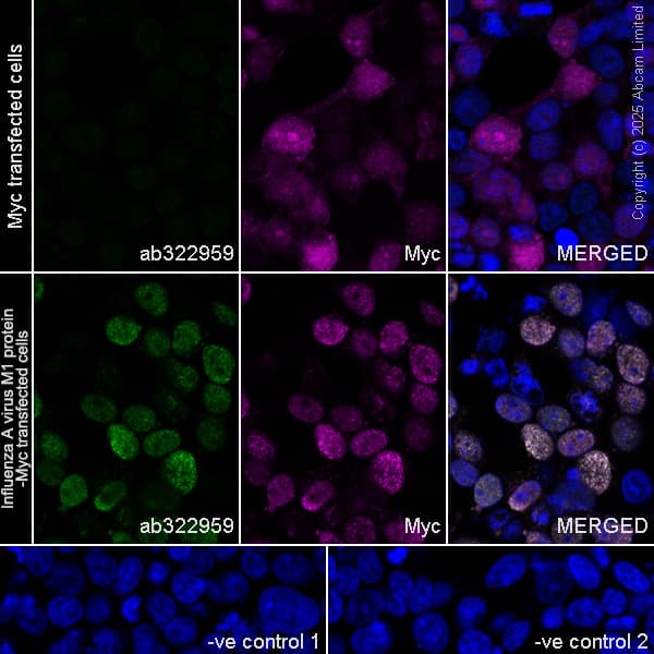 Anti-Myc tag antibody(AB9106)