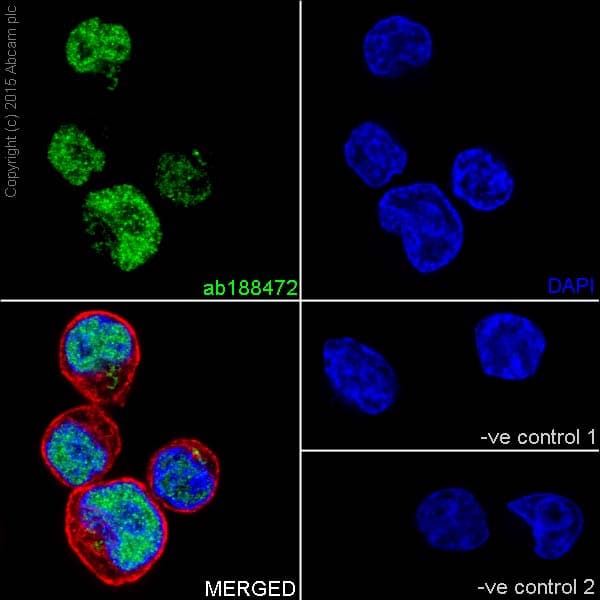 Gatad2a Antibody Epr18252 Ab188472  Immunocytochemistry Immunofluorescence Img102594