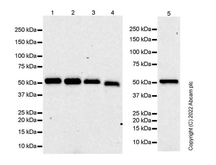 Anti-UBR7 antibody [EPR26170-67]