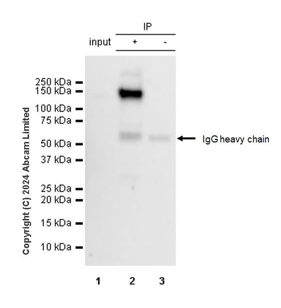 Anti-iNOS antibody [RM1017](AB283655)