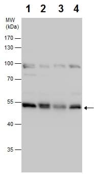Anti-NUCB2 antibody - C-terminal(ab229683)