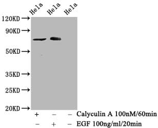 Raf1 Phospho S621 Antibody 1c2 Ab314035  Western Blot Img419492