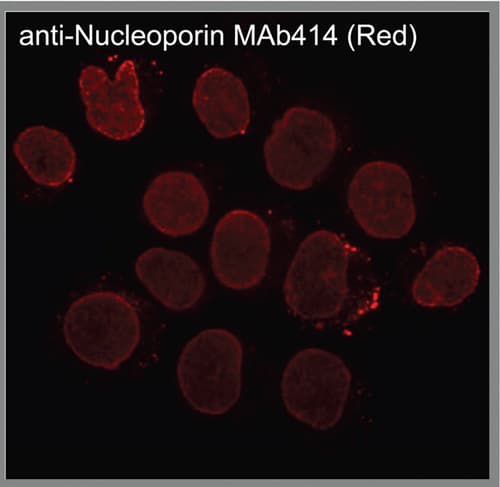 Anti-Nuclear Pore Complex Proteins antibody [Mab414](AB24609)