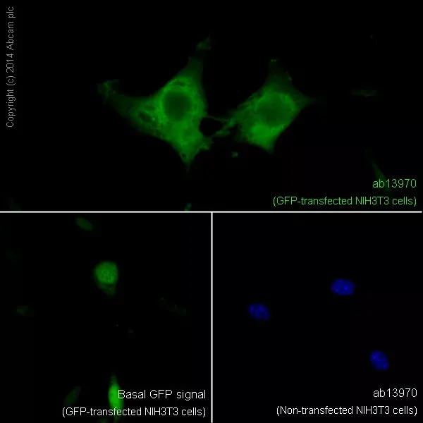 Anti-GFP antibody(AB13970)