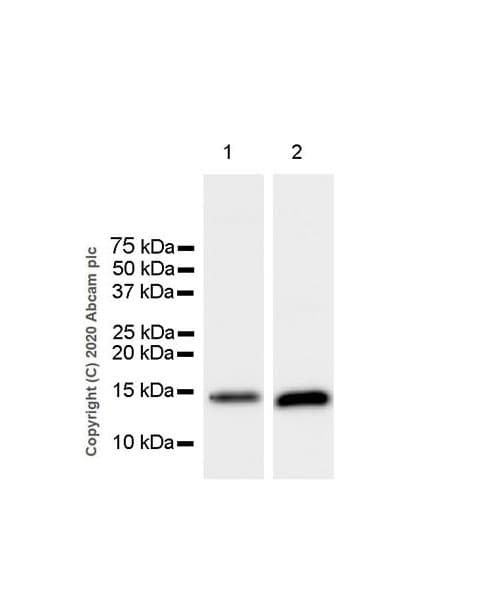 Anti-Prealbumin antibody [EPR24246-14](AB271132)