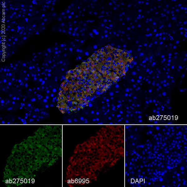 Anti-Chromogranin C/SGII antibody [EPR23876-52] - BSA and Azide free(AB275028)