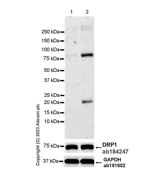 Anti-DRP1 antibody [EPR19274](AB184247)