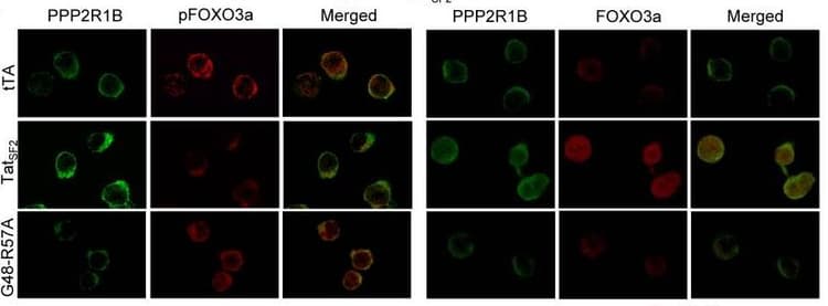 APC/Cy7® Conjugation Kit - Lightning-Link®(AB102859)