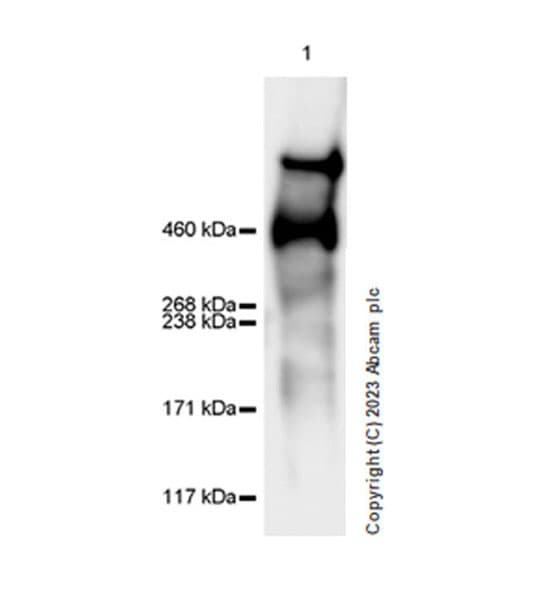 Anti-Lrp2 / Megalin antibody [EPR26093-84](AB309086)