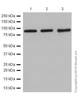Anti-ETAA1 antibody [EPR14052(2)](AB197017)