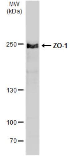 Anti-ZO1 tight junction protein antibody(AB96587)