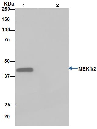 Anti-MEK1 + MEK2 antibody [EPR16667](AB178876)