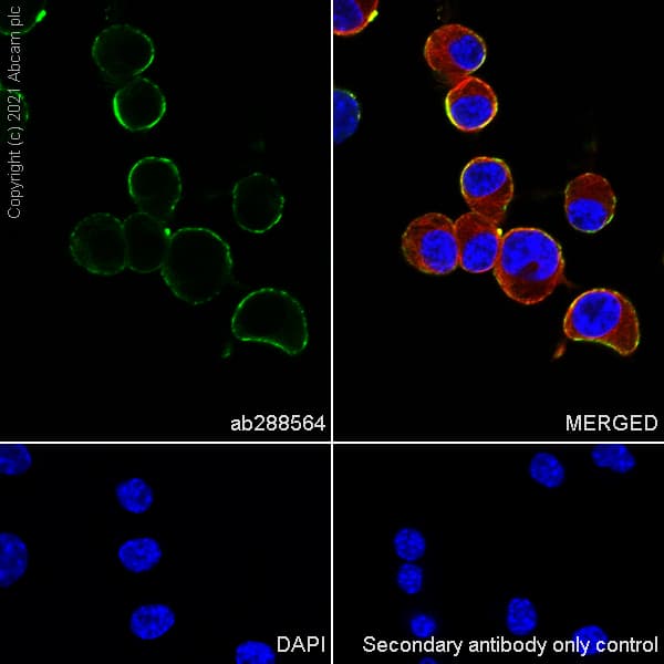 Gaba A Receptor Gamma 2 Gabrg2 Antibody Epr25325 5 Ab288564  Immunocytochemistry Immunofluorescence Img178333