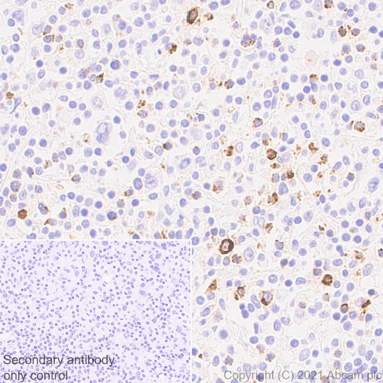 Granzyme B Antibody Epr8260 Mouse Igg1 Chimeric Ab283315  Immunohistochemistry Formalin Pfa Fixed Paraffin Embedded Sections Img173303