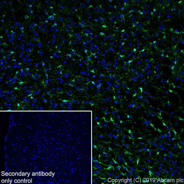 Anti-Glutamine Synthetase antibody [EPR13022(B)](AB176562)