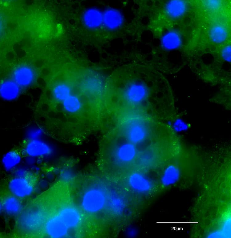 Anti-alpha 1 Sodium Potassium ATPase antibody [464.6](AB7671)