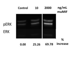 Recombinant mouse MIF protein (Animal Free)(AB207989)