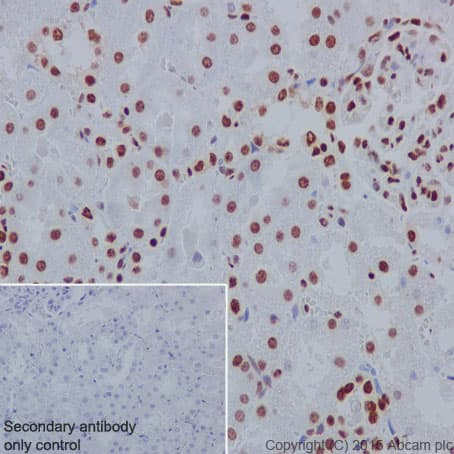 Anti-nmt55 / p54nrb antibody [EPR5270](AB133574)