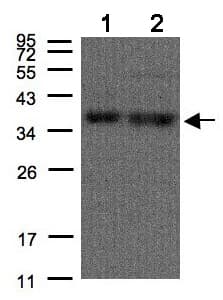 Anti-hnRNP A1 antibody(AB137780)