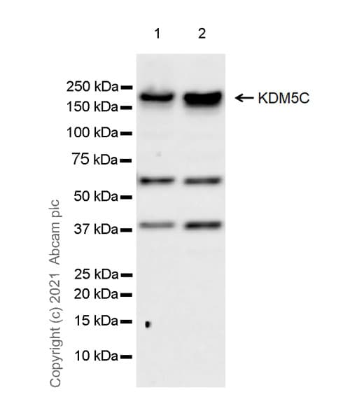 Anti-KDM5C / Jarid1C / SMCX antibody [EPR23932-18] - BSA and Azide free(AB280963)