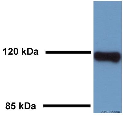 Anti-LAMP1 antibody - Lysosome Marker(AB24170)