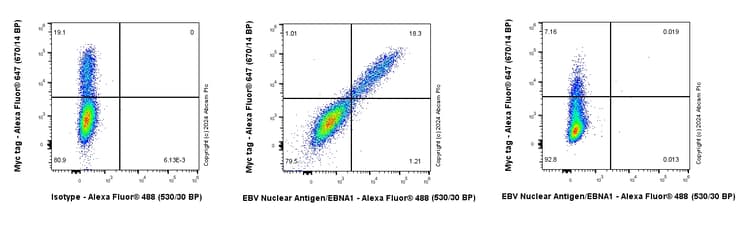 Anti-EBV Nuclear Antigen/EBNA1 antibody [EPR28706-78] - BSA and Azide free(AB316861)