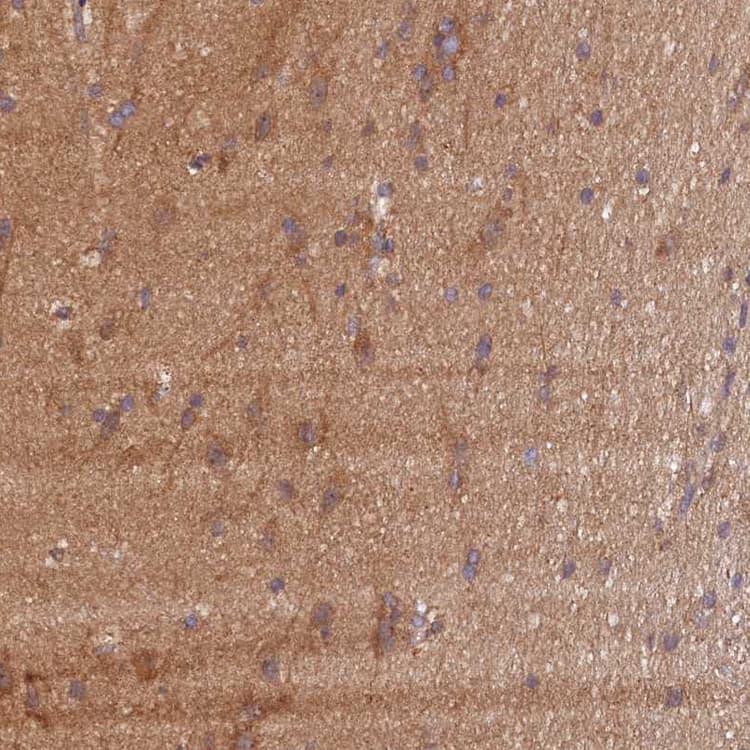 Anti-KLC2 antibody(AB254848)