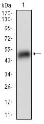 Anti Perilipin-2 antibody [2C5H8](AB181452)