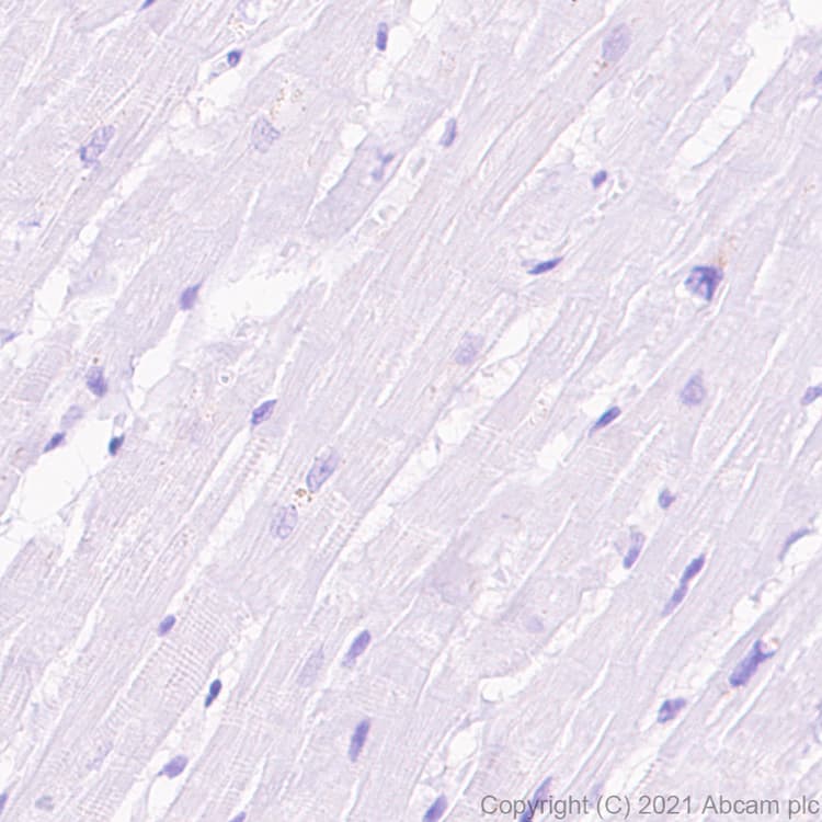 Anti-nNOS (neuronal) antibody [EPR24351-6] - BSA and Azide free(AB281832)