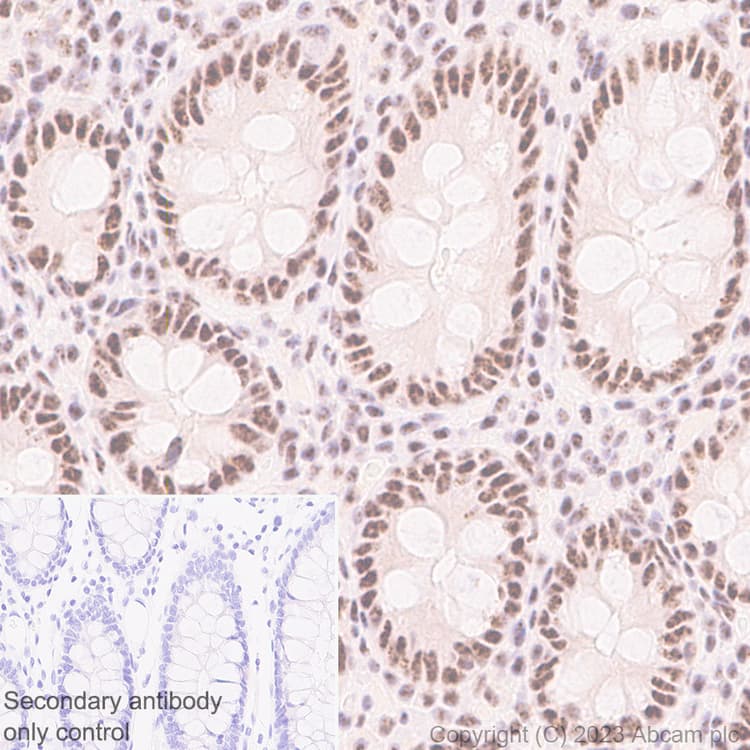 Anti-REST / NRSF antibody [EPR24988-29](AB315007)