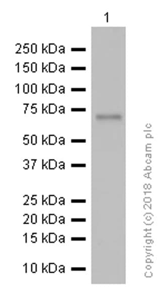 Anti-YAP1 antibody [EP1674Y](AB52771)