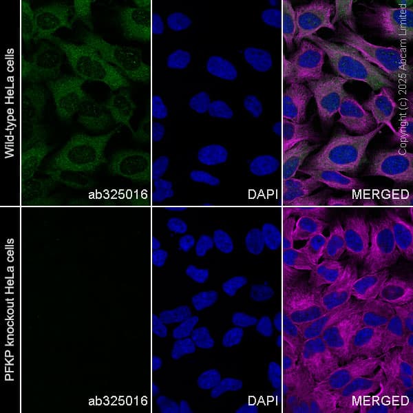 Goat Anti-Rabbit IgG H&L (Alexa Fluor® 488) preadsorbed(AB150081)