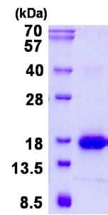 Ab134630  Sds Page Img46122