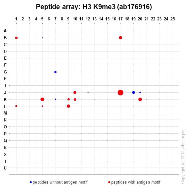 Anti-Histone H3 (tri methyl K9) antibody [EPR16601] - ChIP Grade(AB176916)