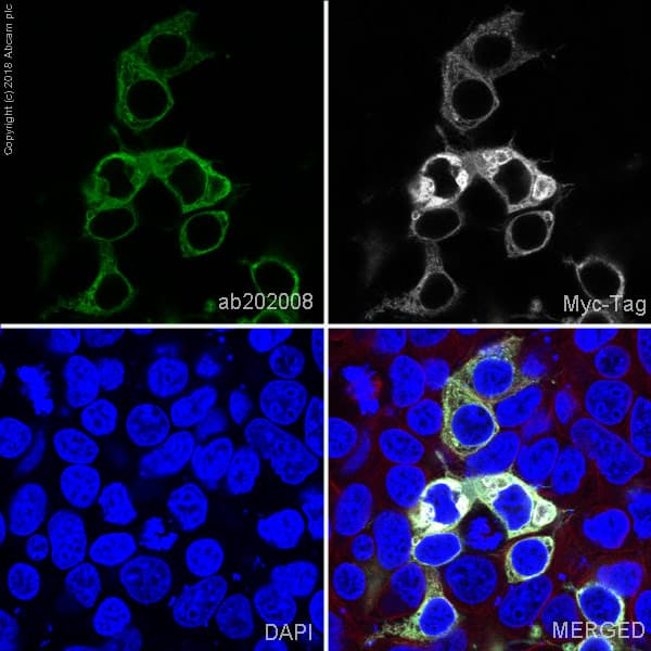Alexa Fluor® 488 Anti-Myc tag antibody [9E10](AB202008)