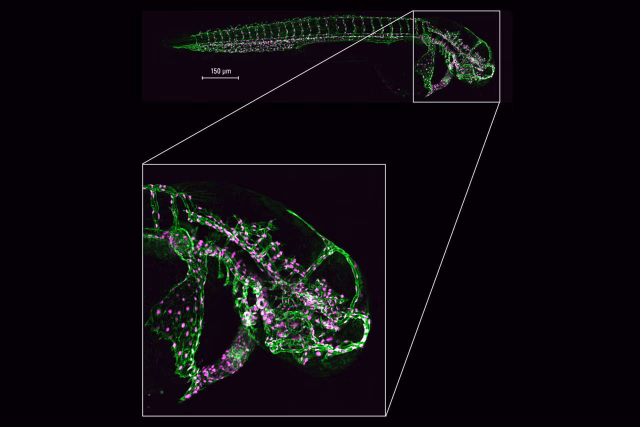 High Resolution Imaging Of Large Whole Specimens Kid21764962