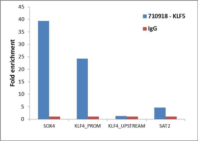 Anti-KLF5 antibody [23HCLC](AB277773)