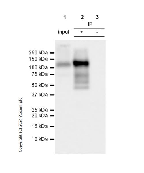 Anti-HIF-1 alpha antibody [EPR16897](AB179483)