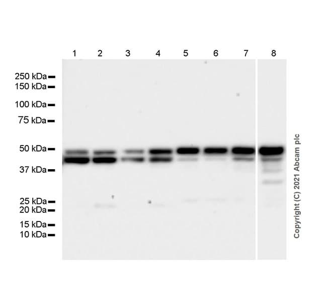 Anti-GNAS antibody [EPR24177-24] - BSA and Azide free(AB283287)