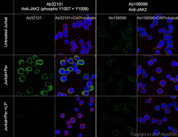 Anti-JAK2 (phospho Y1007 + Y1008) antibody [E132](AB32101)
