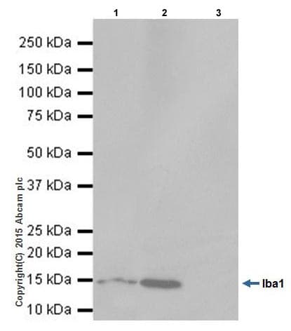 Anti-Iba1 antibody [EPR16589](AB178847)