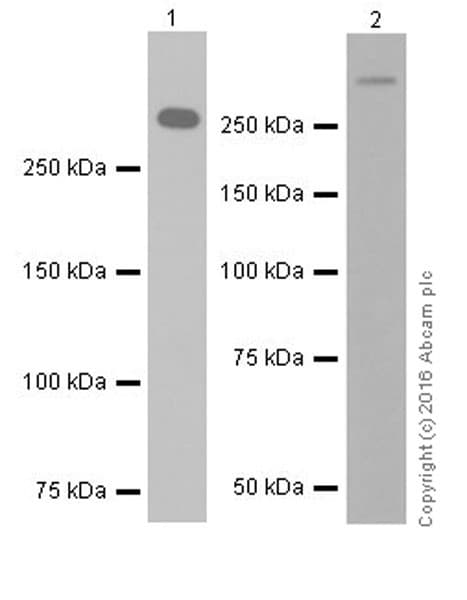 Anti-Laminin alpha 5/LAMA5 antibody [EPR18919] - BSA and Azide free(AB271947)